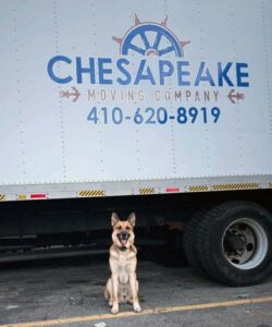 Moving With Pets